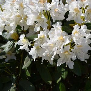 Rhododendron 'Cunningham's White' 40-60 cm